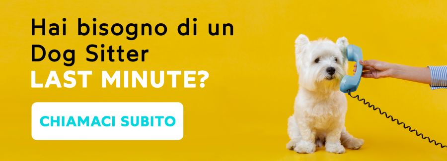 Trova il tuo Dog sitter