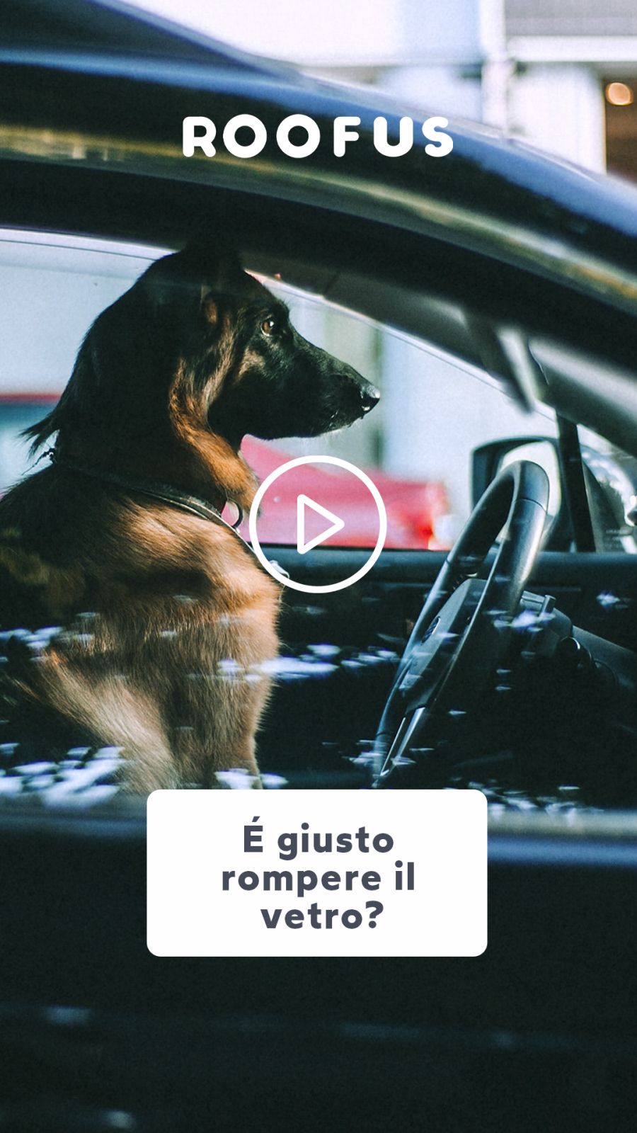 Cane chiuso in auto