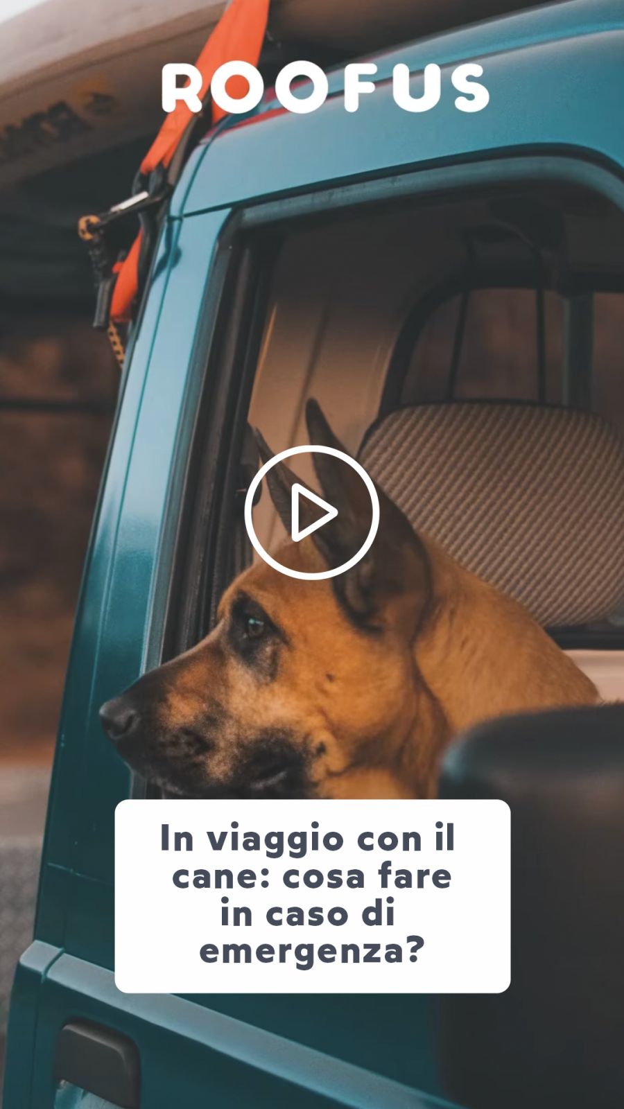 Cane in viaggio: emergenze