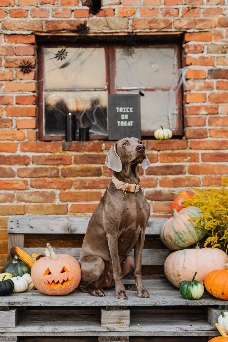 Cane e Halloween