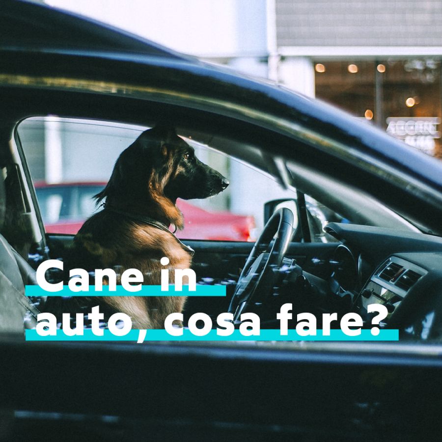 Cane in auto 