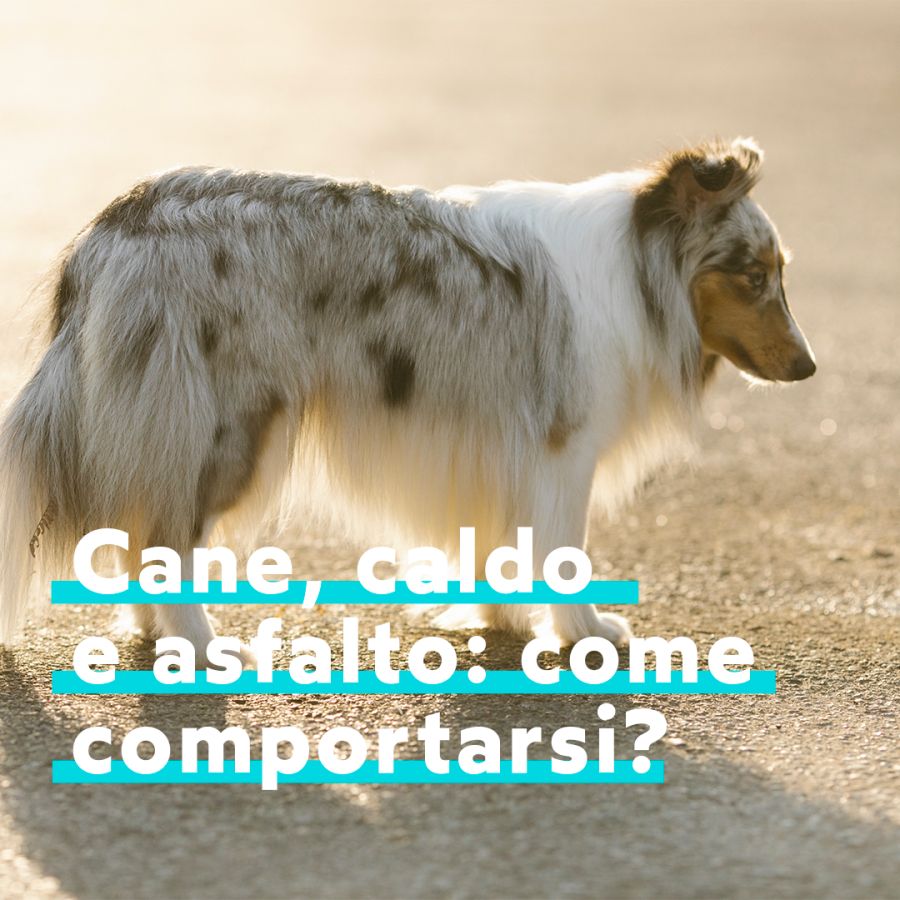 Cane e asfalto 