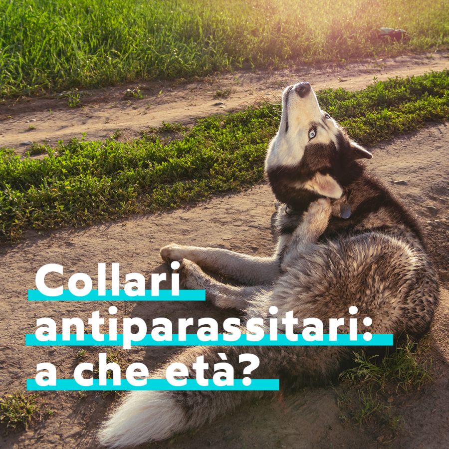 Collari antiparassitari