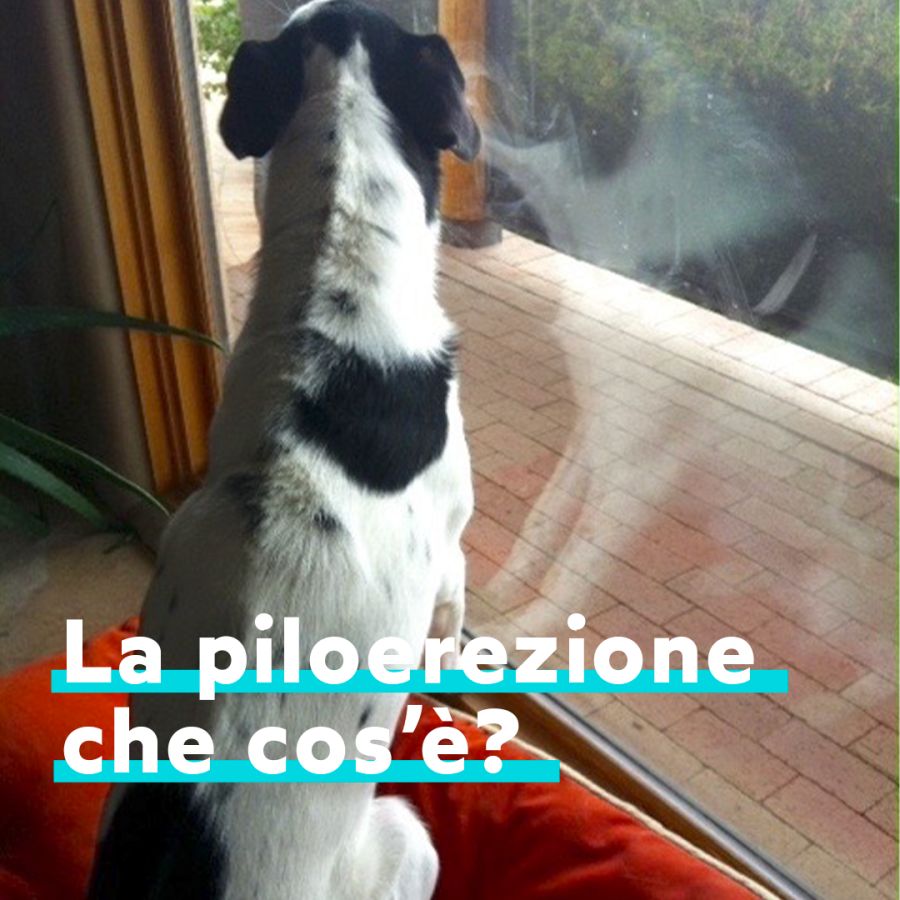 Piloerezione del cane