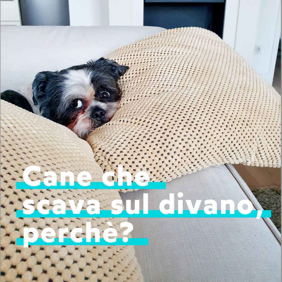 Cane che scava sul divano 