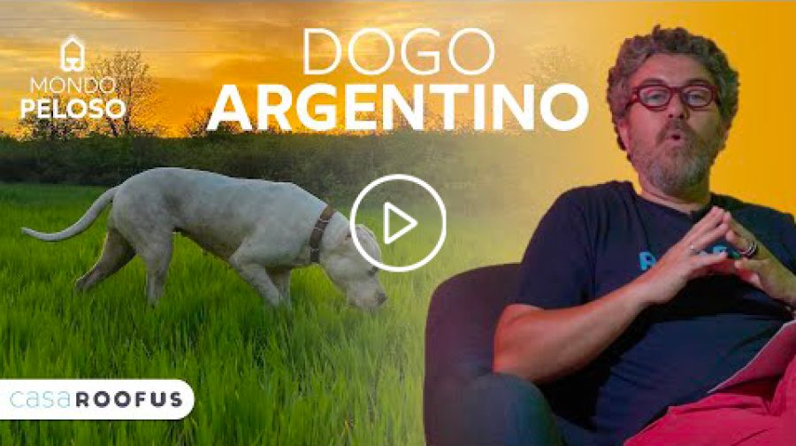 Copertina Dogo Argentino 