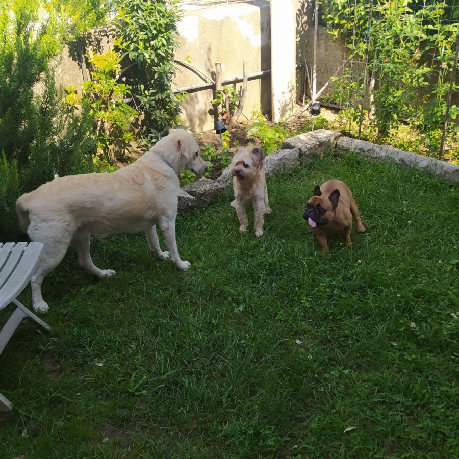 Giannina - Dog Sitter Roofus