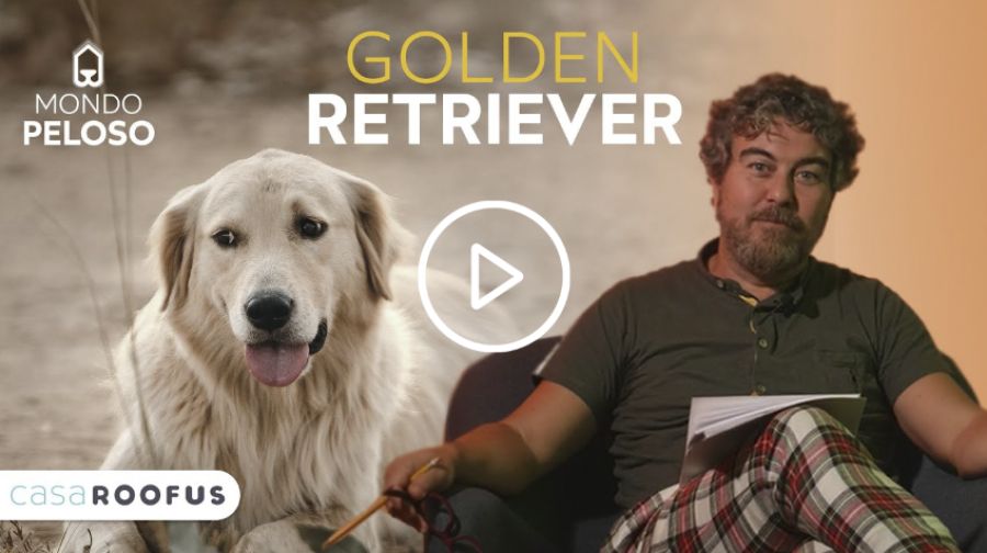 Golden Retirever_copertina video