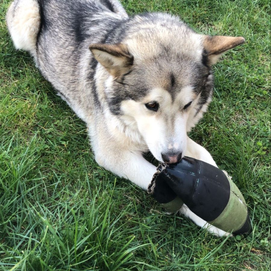 Matilda - Dog Sitter Roofus