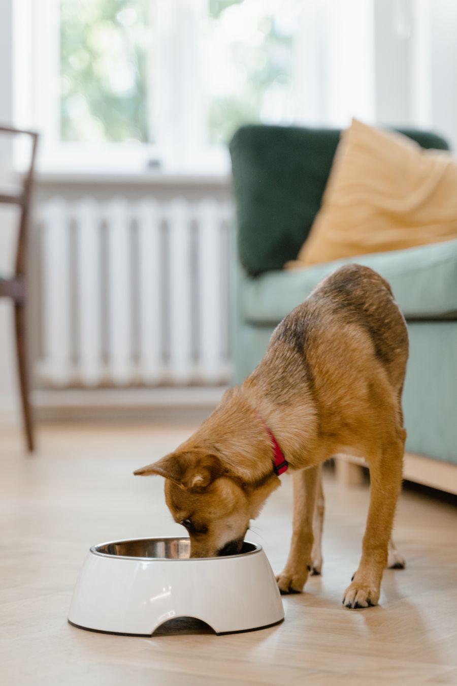 Cane che mangia 